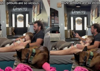 ‘Vicious’ Dog Showers Little Boy With Endless Love