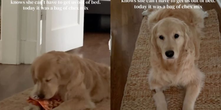 Golden Retriever Uses a Clever, Fruitful Trick To Get Mom Out of Bed