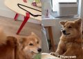Dog Answers What She Wants With Her Ears