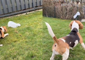 Beagle Feels Scared of Plastic Bag in the Yard