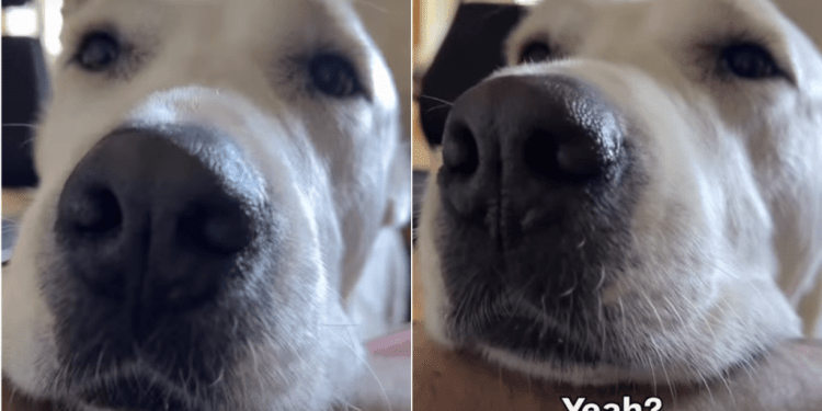 Dog’s Face Makes It Hard for Owner to Deny Her a Trip Outside