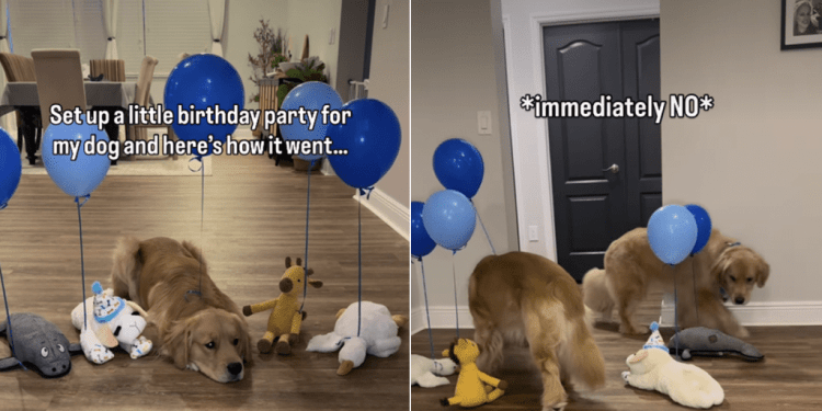 Golden Retriever’s Birthday Surprise Goes Wrong