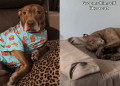 Pit Bull Does Everything a Cat Does