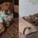 Pit Bull Does Everything a Cat Does