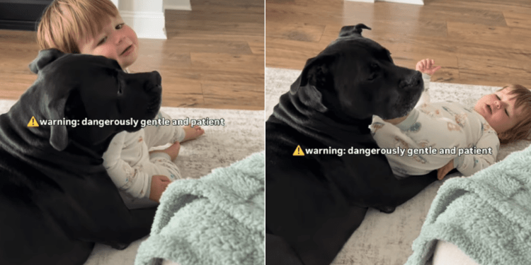 Big Dog Is the Most Gentle & Patient Bodyguard to Little Baby Boy