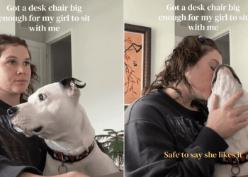 Dog Can Finally Fit in Mom’s ‘Big Enough’ Desk Chair While She Works