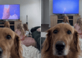 Dog Is ‘Mad’ at Mom for Delaying Dinner Over Artemis II Launch