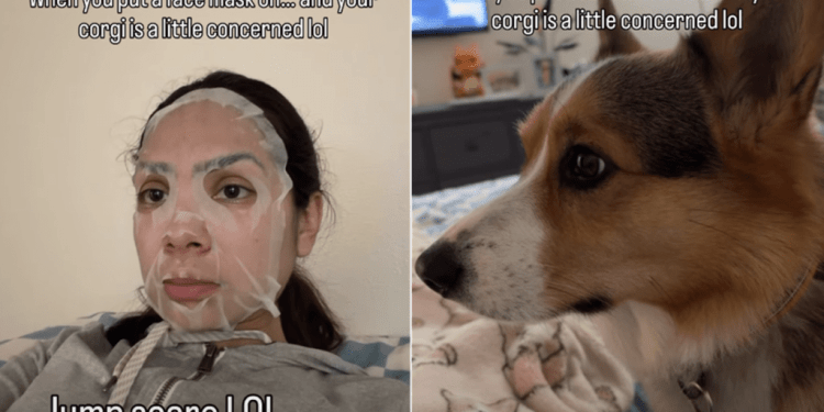 Corgi Feels ‘Concerned’ About Owner Wearing Face Mask