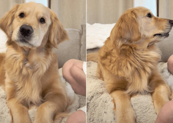 Dog Complains to Mom About Dad During Adorable Conversation