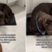 Dog Squeezes Into the Smallest Rug at Home Even Though He’s Too Big to Fit