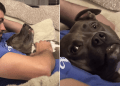 Dog Gives Mom Side Eyes for Disturbing Scratch Time With Dad