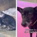 Dog Rescued From Danger Finally Learns To Trust & Isn’t Scared Anymore