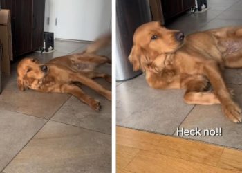 Golden Retriever Tries To Convince Mom She’s Innocent but Acts Extra Sus