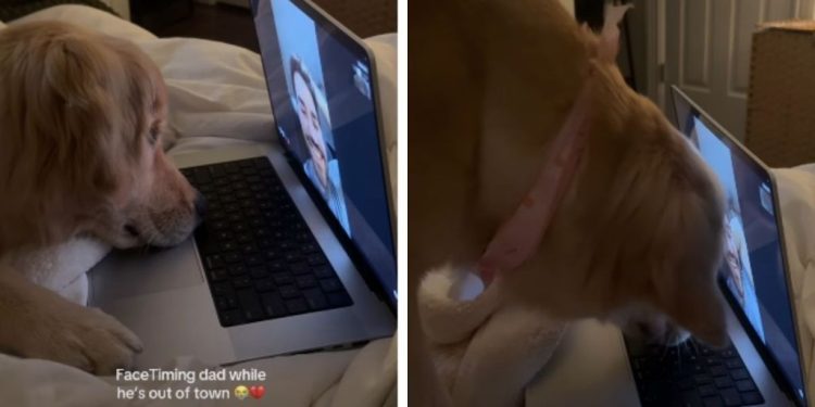 Golden Retriever’s FaceTime Call With Dad Takes Adorable Turn