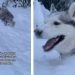This Dog Isn’t Complaining About Being in the Middle of a Blizzard
