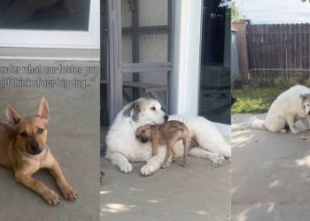 Foster Puppy Becomes Best Buds With Big Dog Before Finding Forever Home