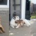 Foster Puppy Becomes Best Buds With Big Dog Before Finding Forever Home
