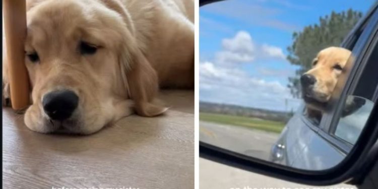 Golden Retriever Travels To See & Play With Furry Sister