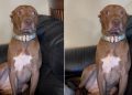 Dog Is Mom’s Baby & Reason Why She’s Yelling at Dad for Being ‘Mean’