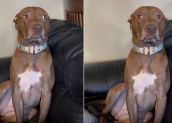 Dog Is Mom’s Baby & Reason Why She’s Yelling at Dad for Being ‘Mean’