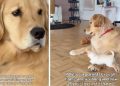 Dog Now Has To Share Toys With New Furry Brother
