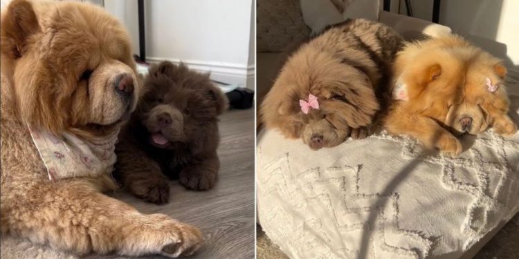 Chow Chow Siblings Love To Stay Close to Each Other