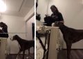 Big Dog Shows Mom How Much He Loves Her Without Saying a Word
