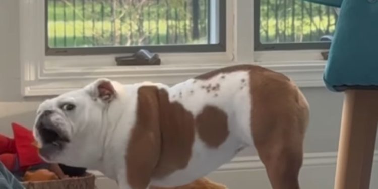 Dog Immediately Blames Owner After Not Finding Favorite Toy