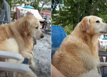 Owner Believes Dog Has ‘Grumpy Old Man’ Trapped in His Body