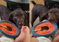 Sweet Dog Tries To Get Baby To Join Him for a Game of Frisbee