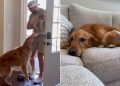 Golden Retriever Meets Little Puppy & Their Worlds Finally Become One