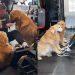 This Is What Working Out With 4 Golden Retrievers Looks Like