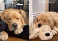 Owner Captures Dog’s Adorable Habit of Using Toys as Pillow