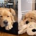 Owner Captures Dog’s Adorable Habit of Using Toys as Pillow