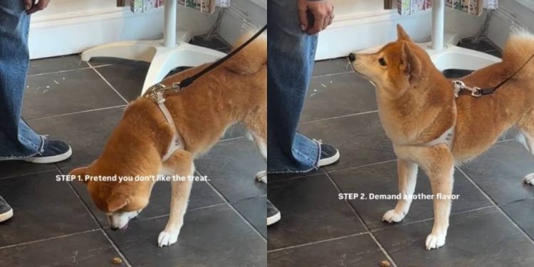 Dog Has the Perfect Trick up Her Paw for Getting Treats Twice