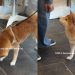 Dog Has the Perfect Trick up Her Paw for Getting Treats Twice