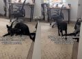 Dog Won’t Respond Until Mom ‘Sings His Name Like Whitney Houston’