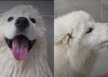 Dog Has Perfect Trick for Making Bath Time More Fun
