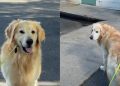 Dog Refuses To Leave After Remembering Swim Time From Two Years Ago