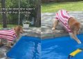 Golden Retriever Is Not Done With Pool Day as She Gets Back In