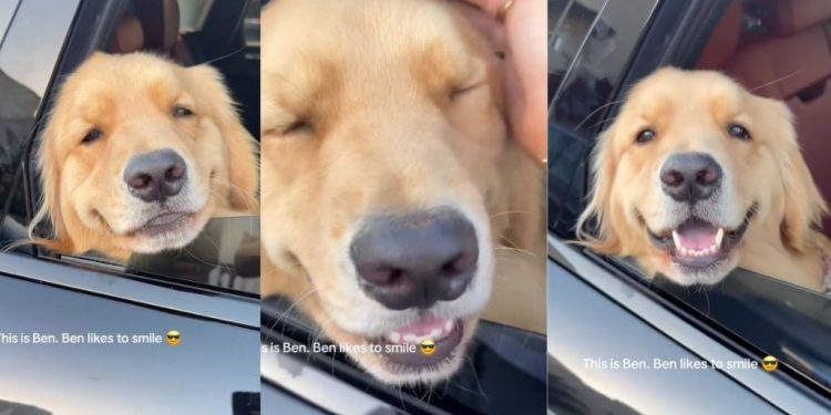 Golden Retriever’s Toothy Smile Is Truly One in a Million
