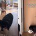 Senior Dog Stands at the Door With His Toy, Waiting for Puppy To Come Home