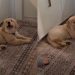 Golden Retriever Puppy Is Happiest When He’s Included in Everything