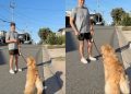 Dog Beats Dad in ‘Loyalty Test’ for Mom