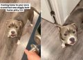 Foster Dog Once Too Scared To Trust, Now Greets Mom With Wiggles at the Door