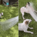 Dogs Lose Control the Moment Dad Brings Out the Hose