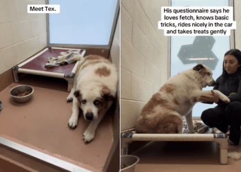 Shelter Dog Finds Comfort in Holding Hands, but Is Scared & Wants Company