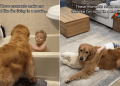 Golden Retriever’s Bond With Boy Is Straight Out of a Movie