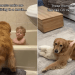 Golden Retriever’s Bond With Boy Is Straight Out of a Movie