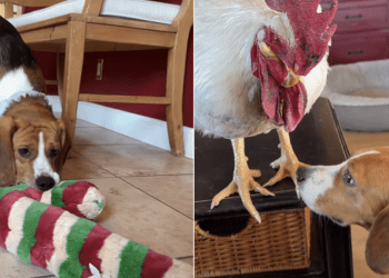 Rescue Dog Released From Cage Finds Joy in the Real World